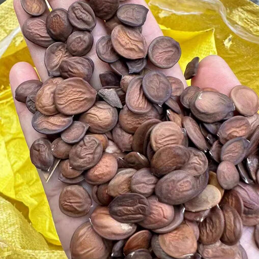 羊蹄甲种子绿化行道树种籽籽树种子4