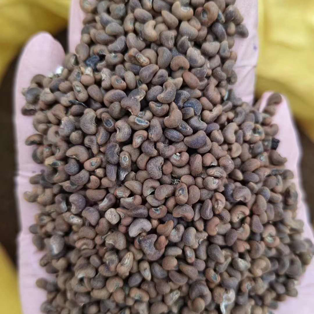 木槿种子林木种籽净籽四季多年生景观绿化工程观叶种孑树种子45