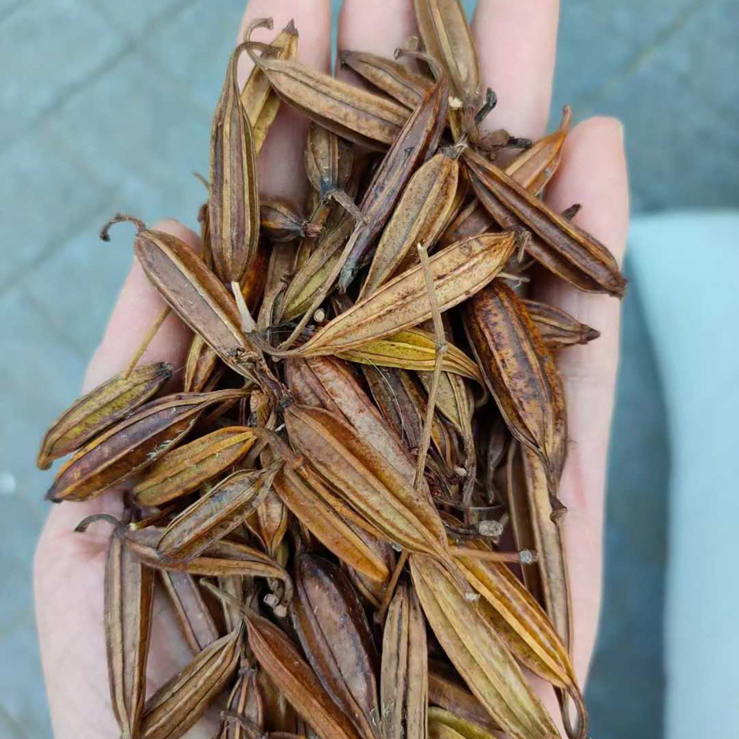 白芨种子带壳25年新货
