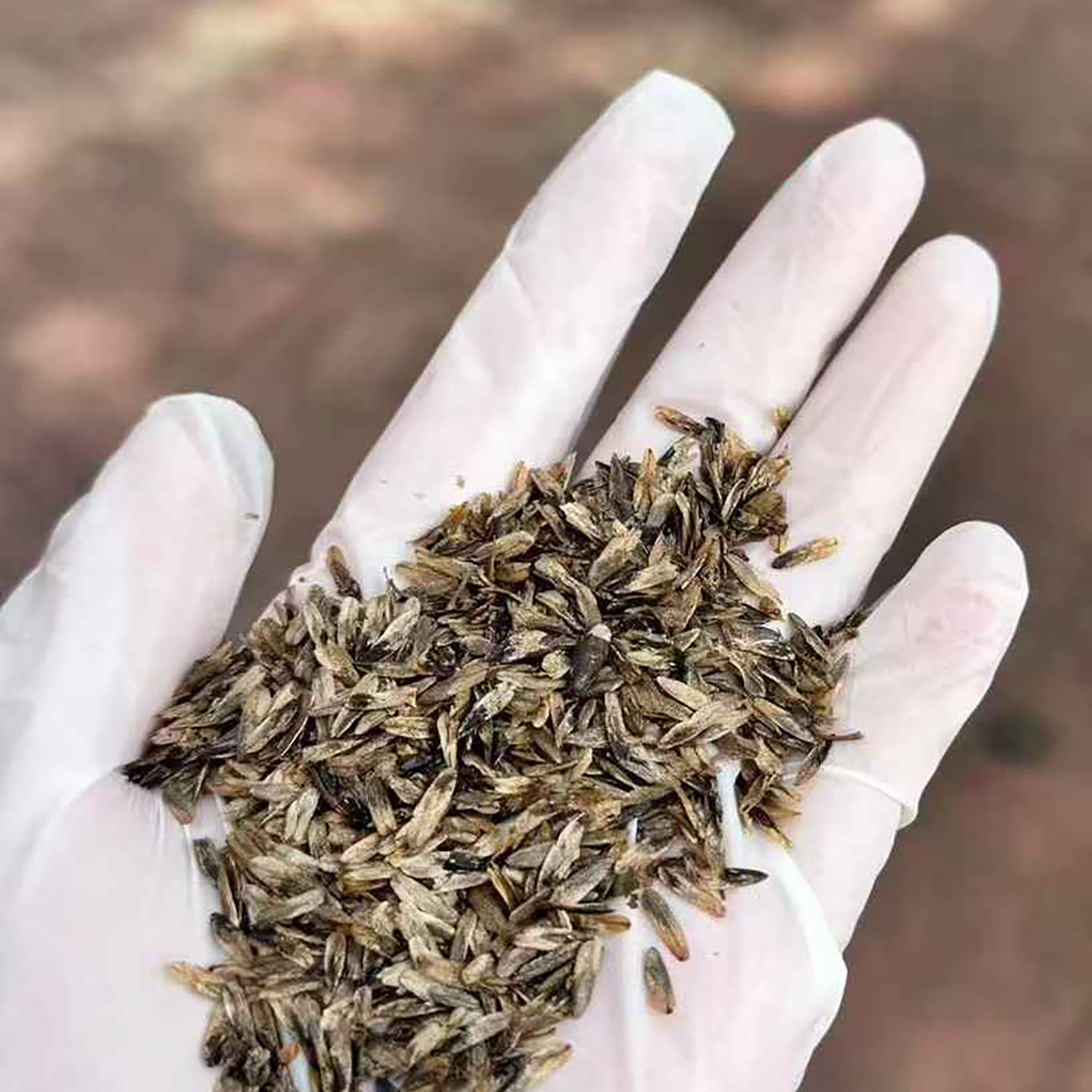 枫香种子