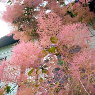 黄栌种子也叫红叶、灰毛黄栌、烟树4