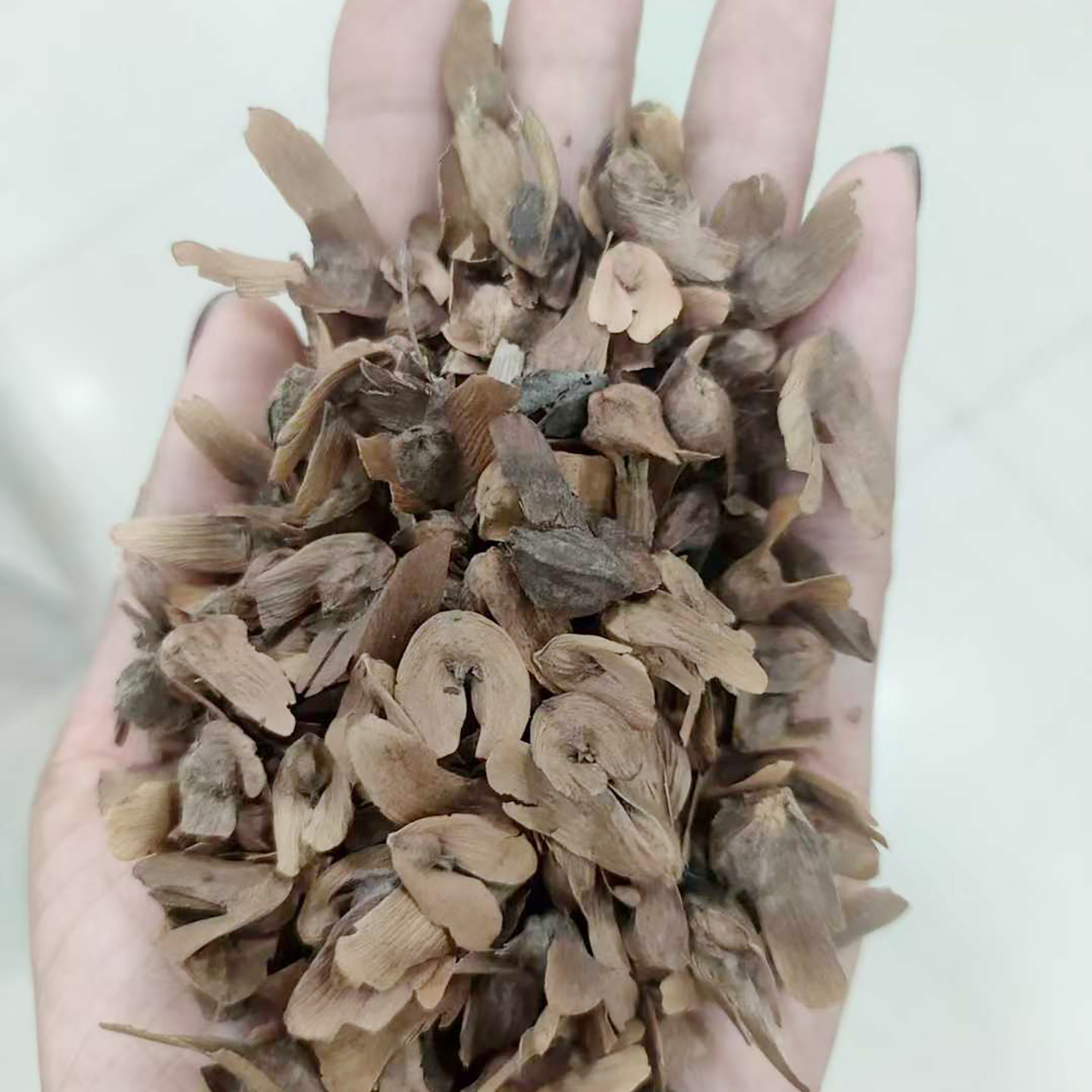枫杨种子4