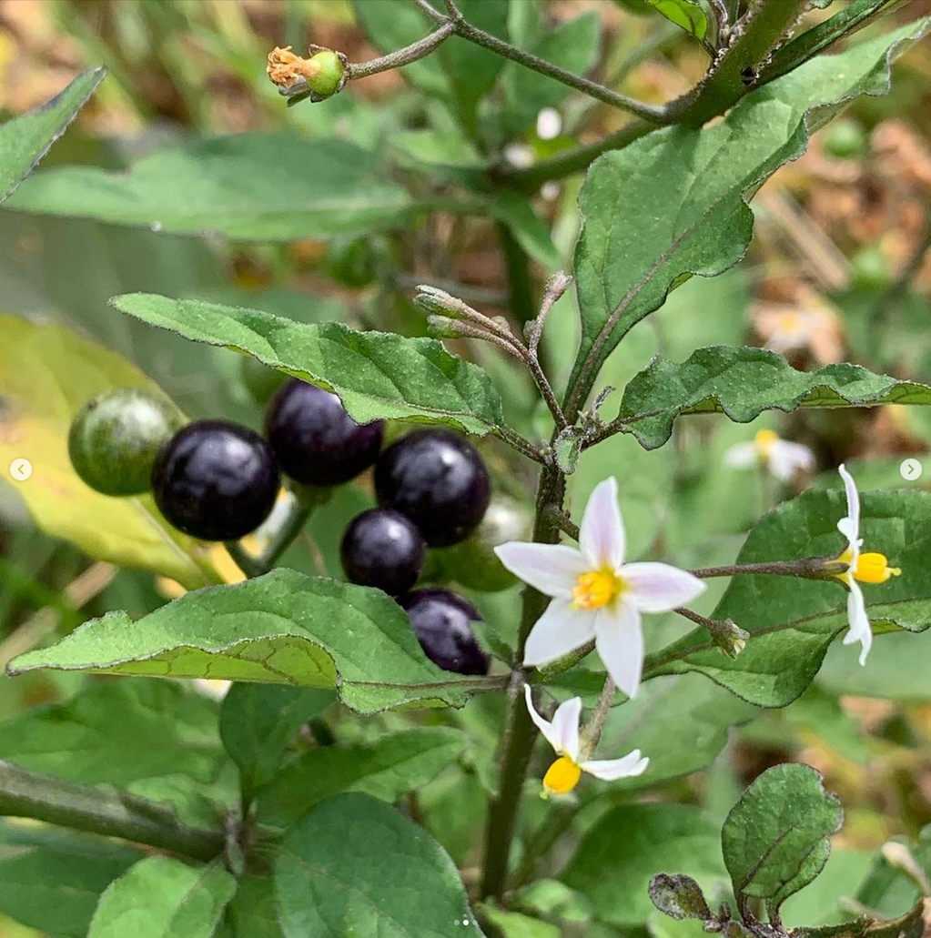 龙葵种子四季野果水果种籽籽草种子3