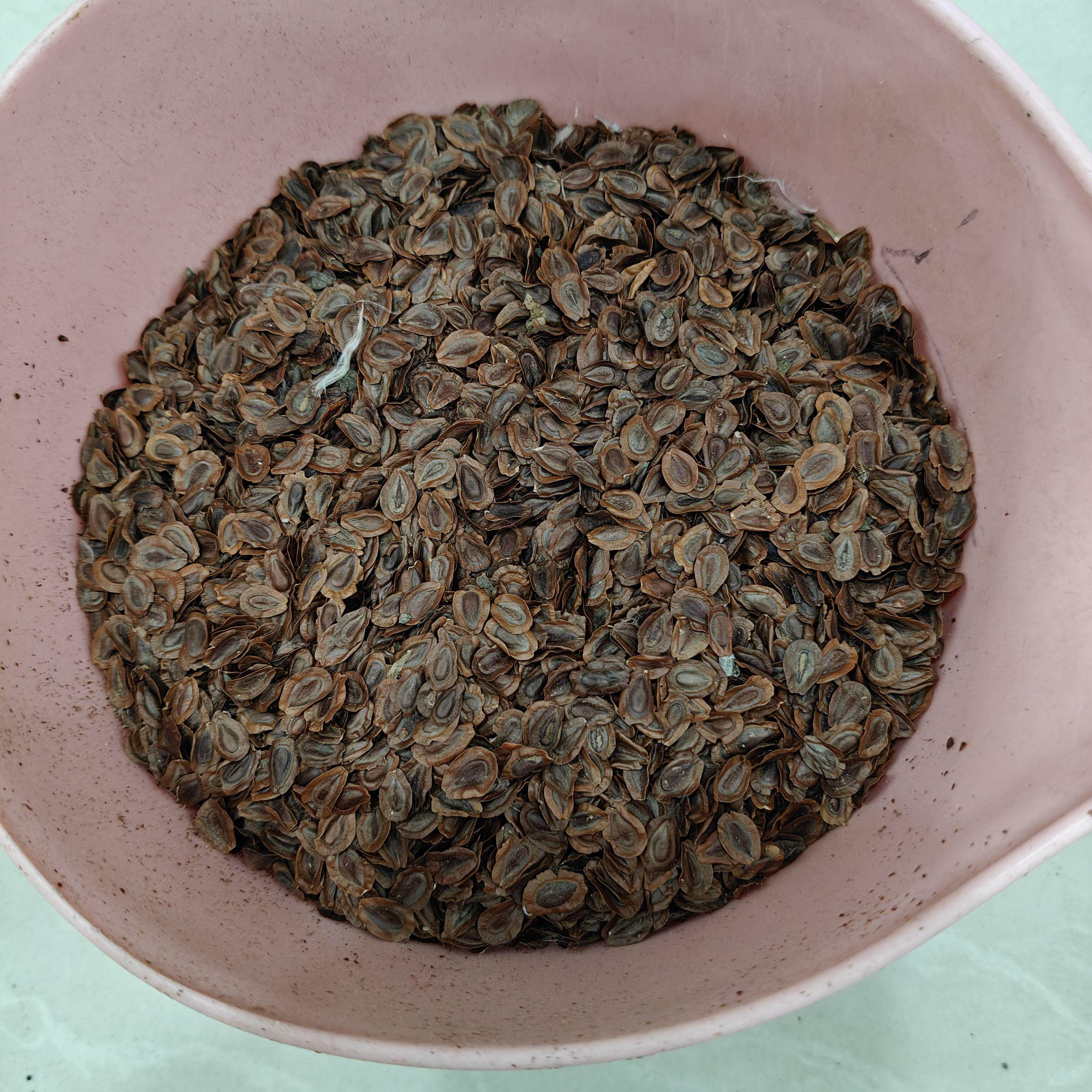 马利筋种子家庭园艺种子