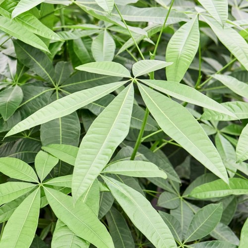 日昇昌种业四季发财树种子