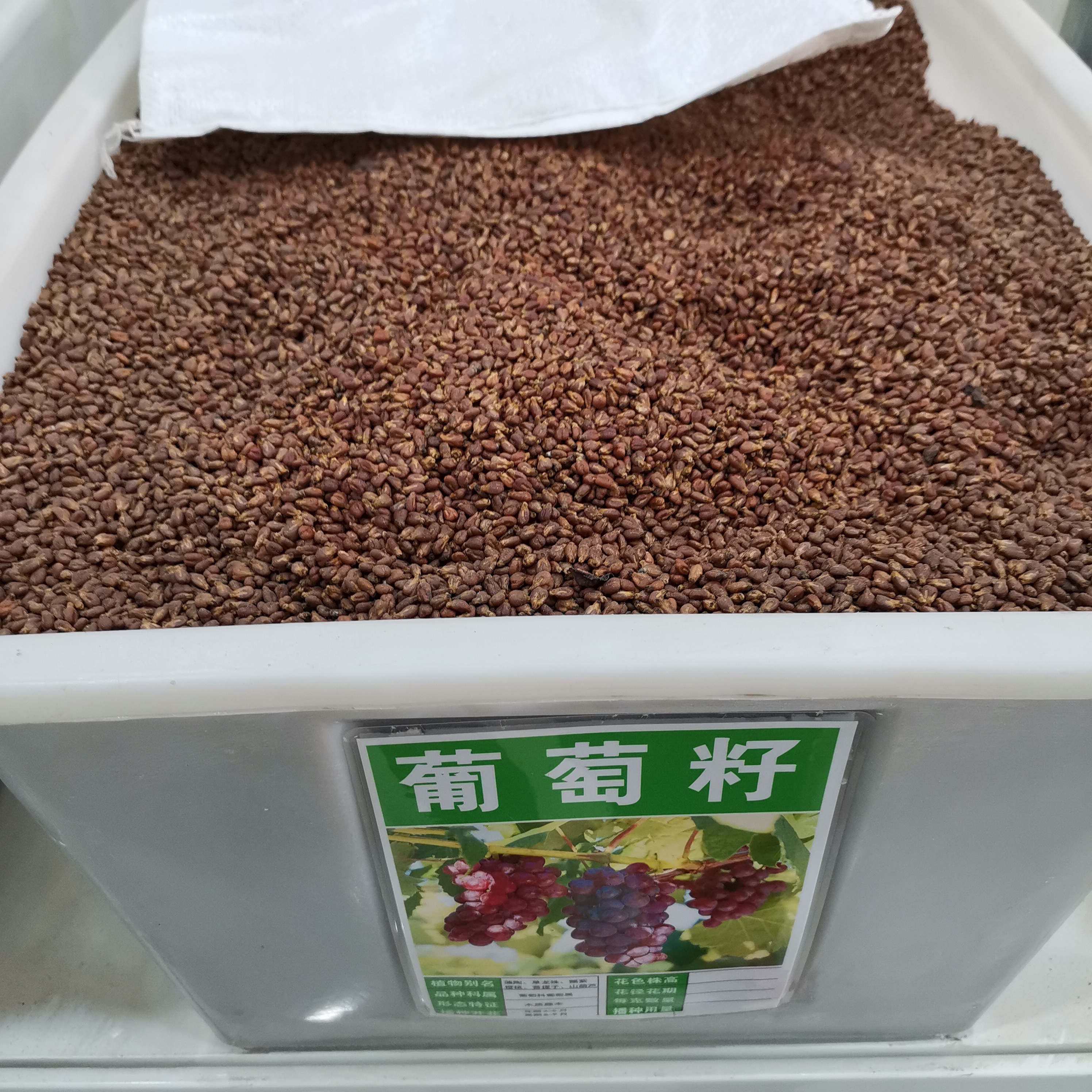 葡萄籽葡萄种子果树种籽草种子4
