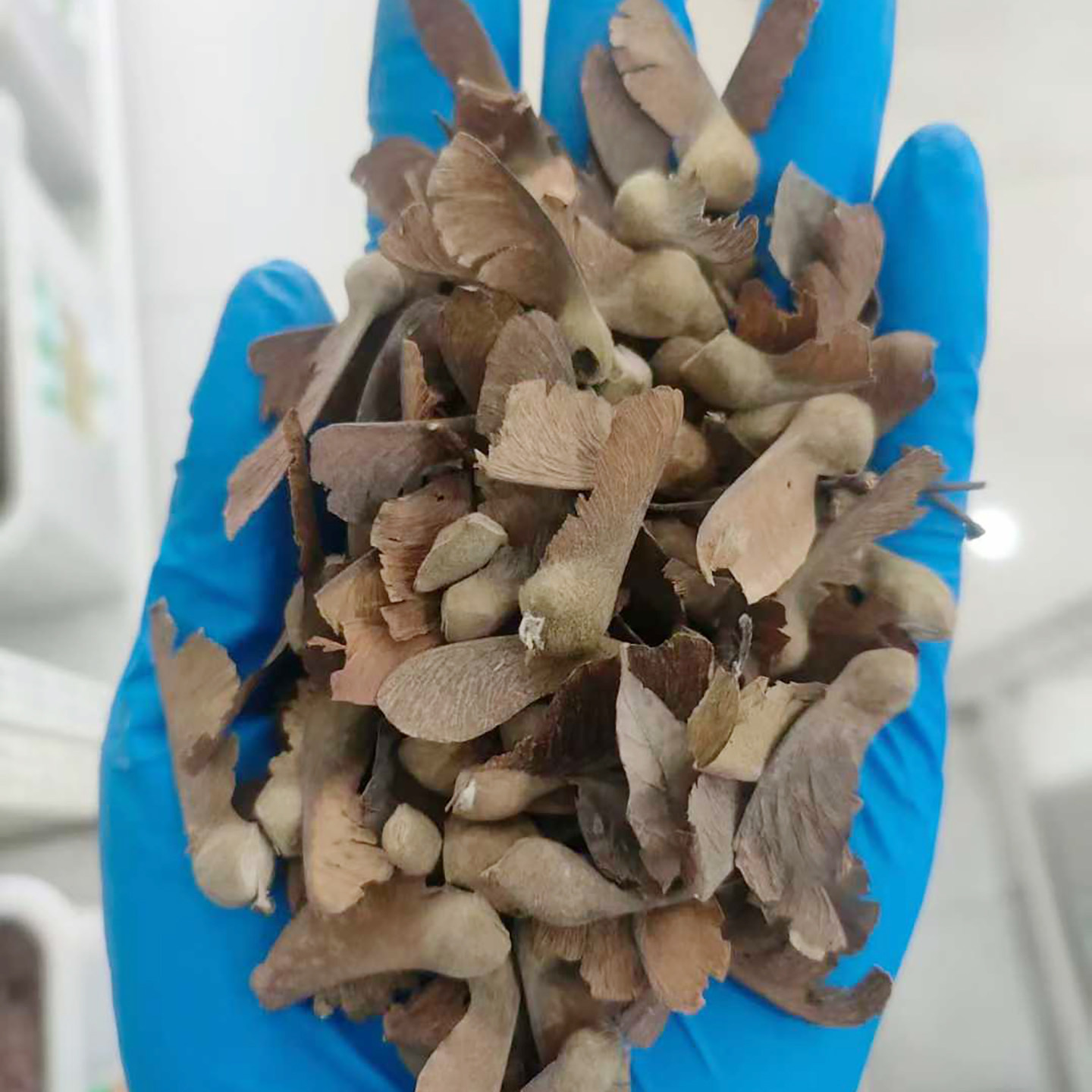 血皮槭种子4
