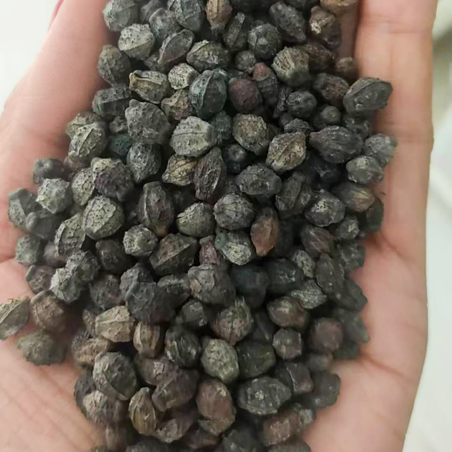 紫茉莉种子5