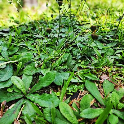 地胆头种子也叫矮脚白花地斩头籽地旦头地胆草籽地斩头籽3