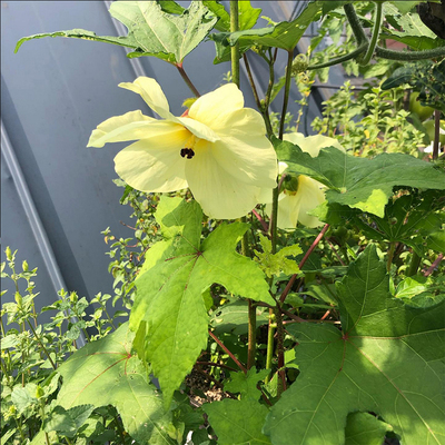 金花葵种子也叫金蓉花假阳桃黄芙蓉黄花莲鸡爪莲荞面花黄蜀葵3