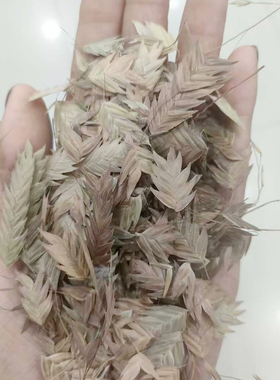 小盼草种子也叫Inland Sea Oats大叶查曼草籽可做干切花阳台盆栽5