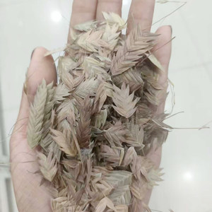 小盼草种子也叫Inland Sea Oats大叶查曼草籽可做干切花阳台盆栽5