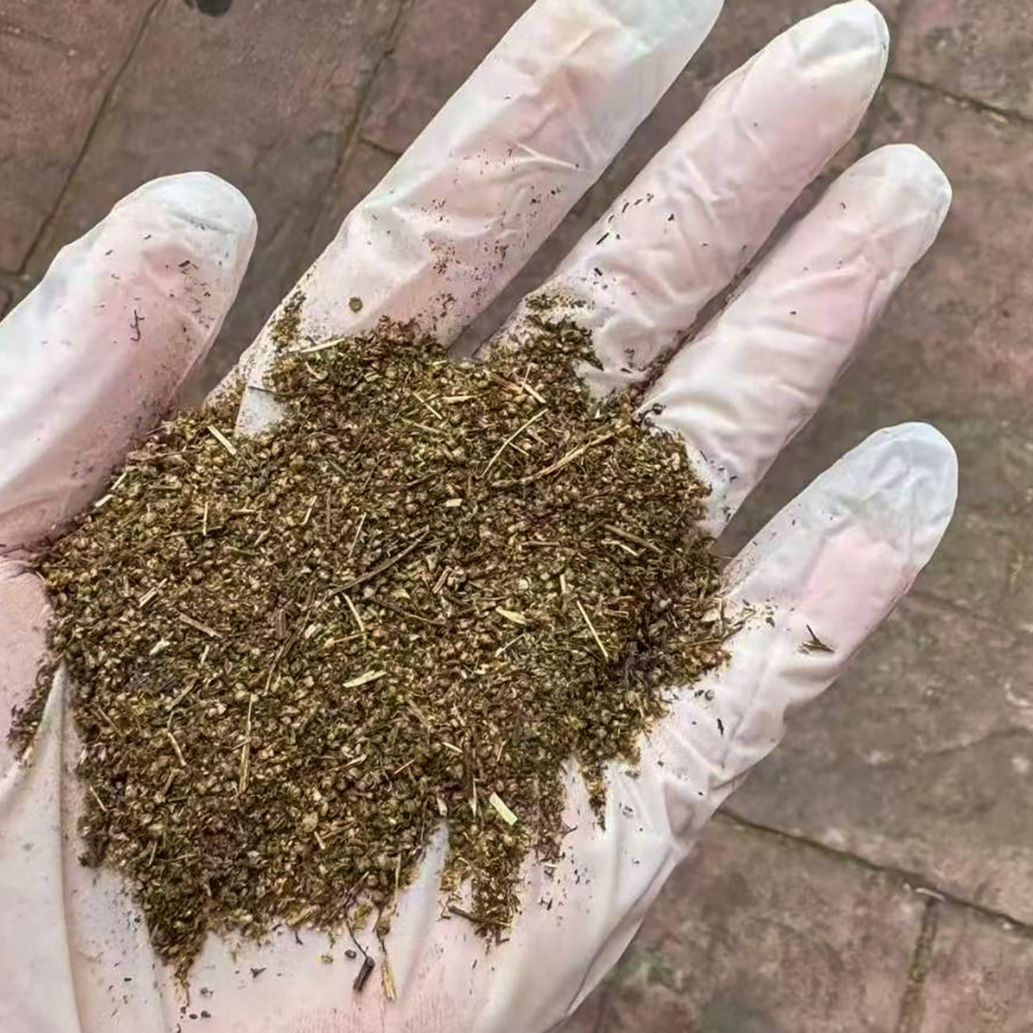 青蒿种子新货3