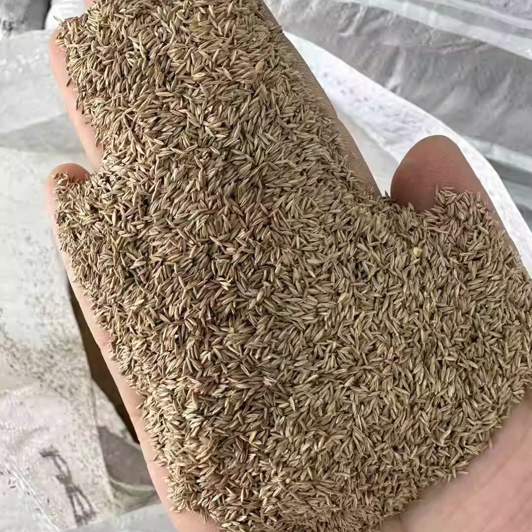 早熟禾种子蓝帽Poa annua L.草坪种籽草籽草籽2