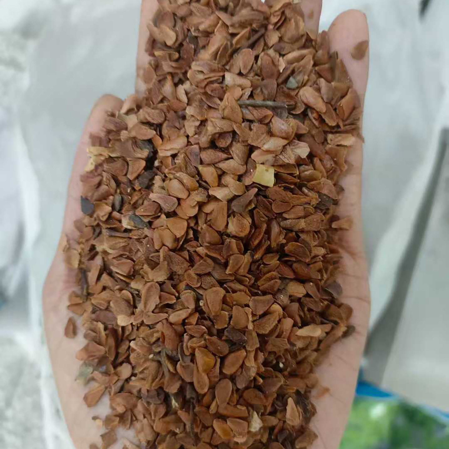 香椿种子春季菜种籽树种子4新货