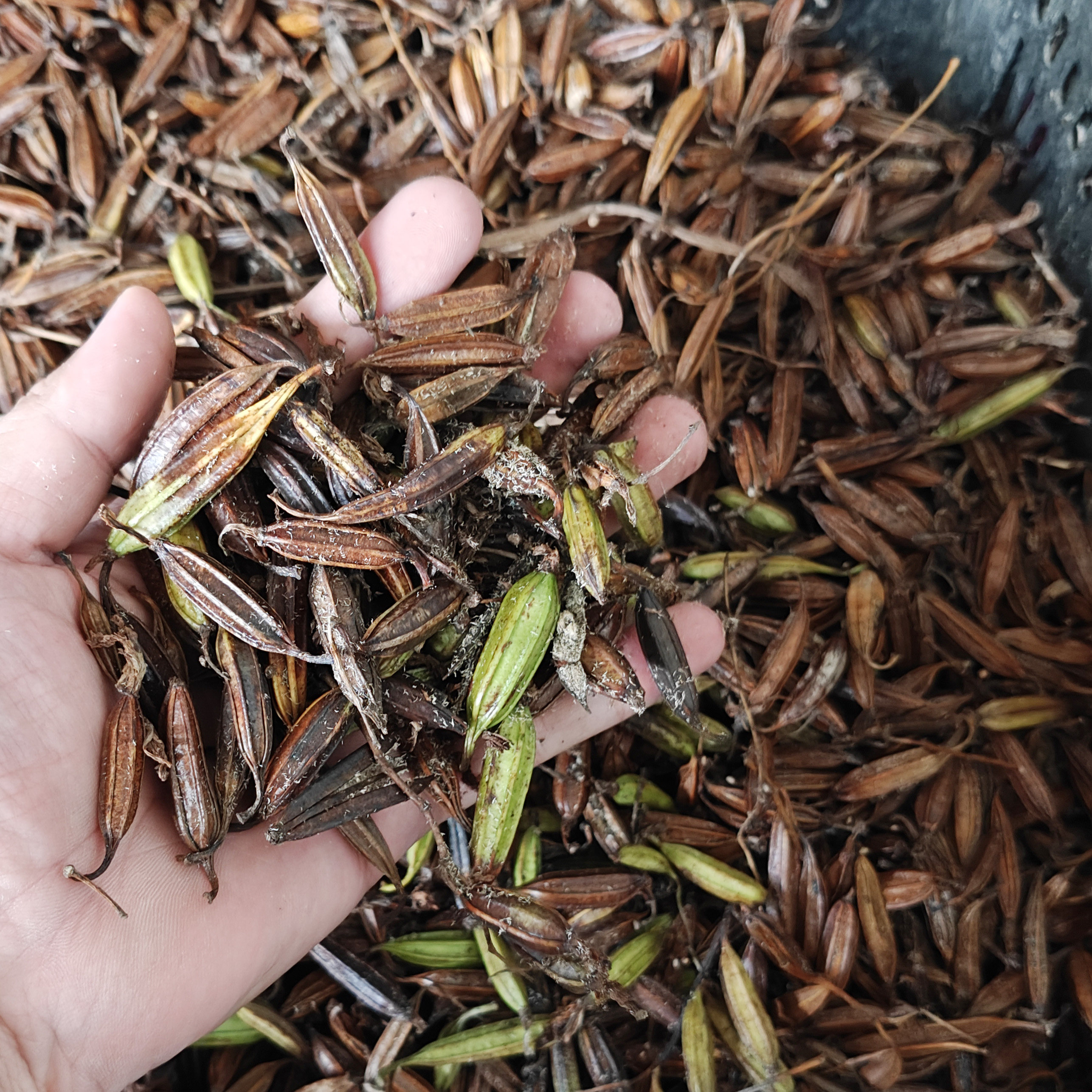 白芨果荚种子紫花三叉大宽叶白芨草种子3