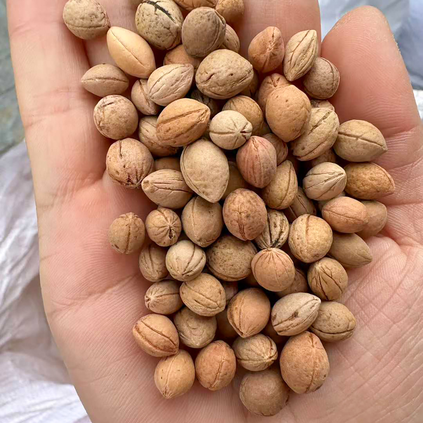 钙果种子