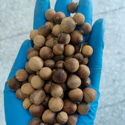 苦槠种子新货3