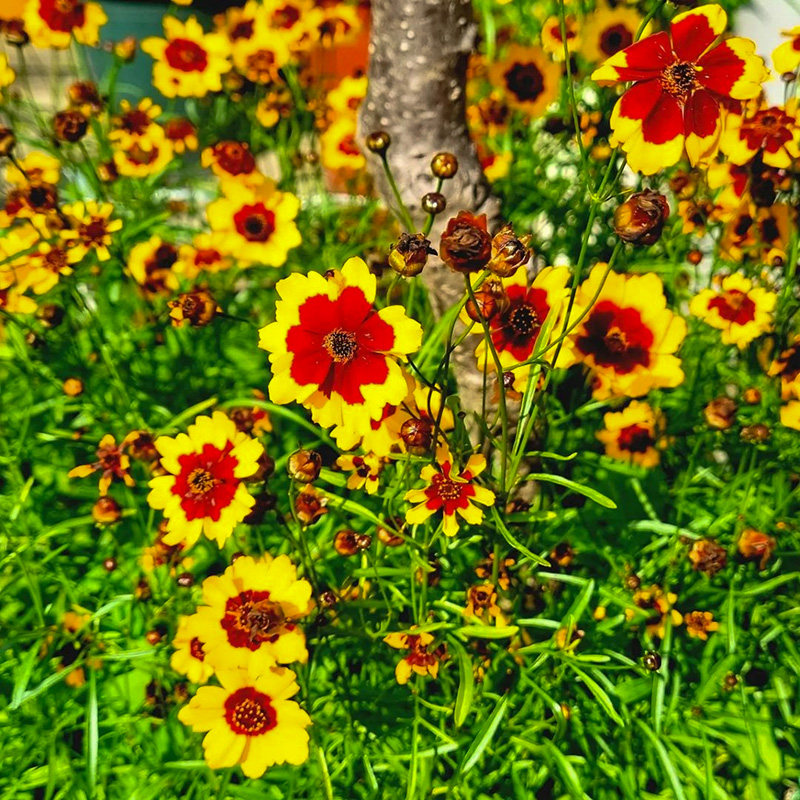 两色金鸡菊种子四季花卉种籽绿化多年生种孑花种5