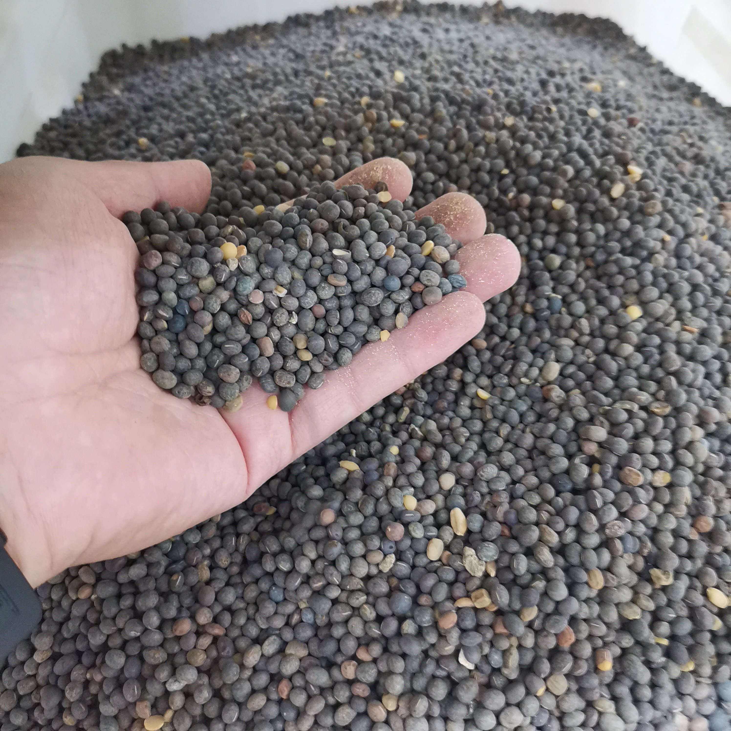 苕子种毛叶毛苕子种子蜜源植物牧草种籽抗风沙护坡固土籽草种牧草