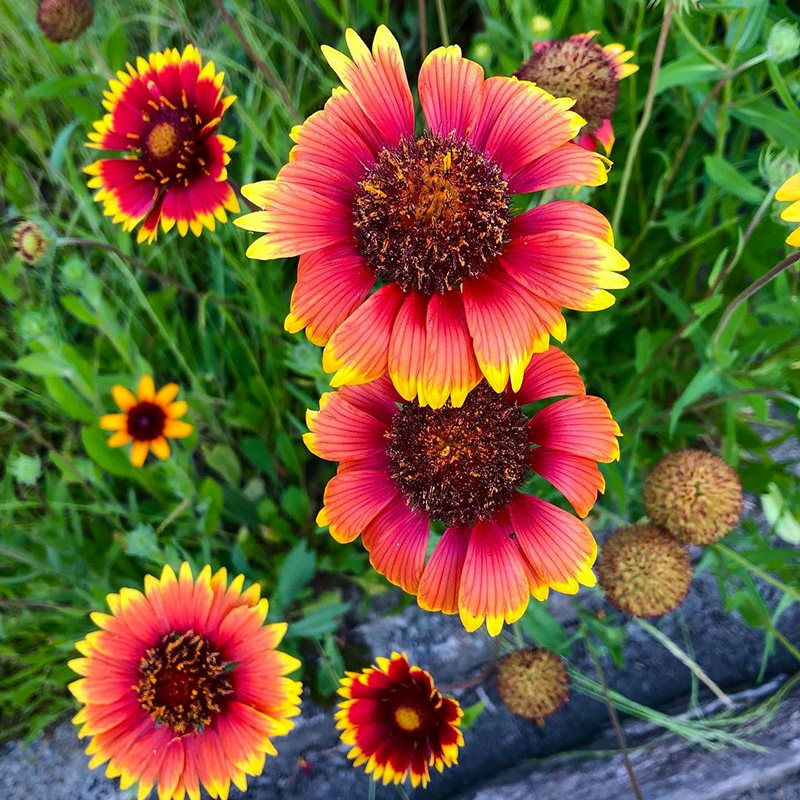 天人菊种子