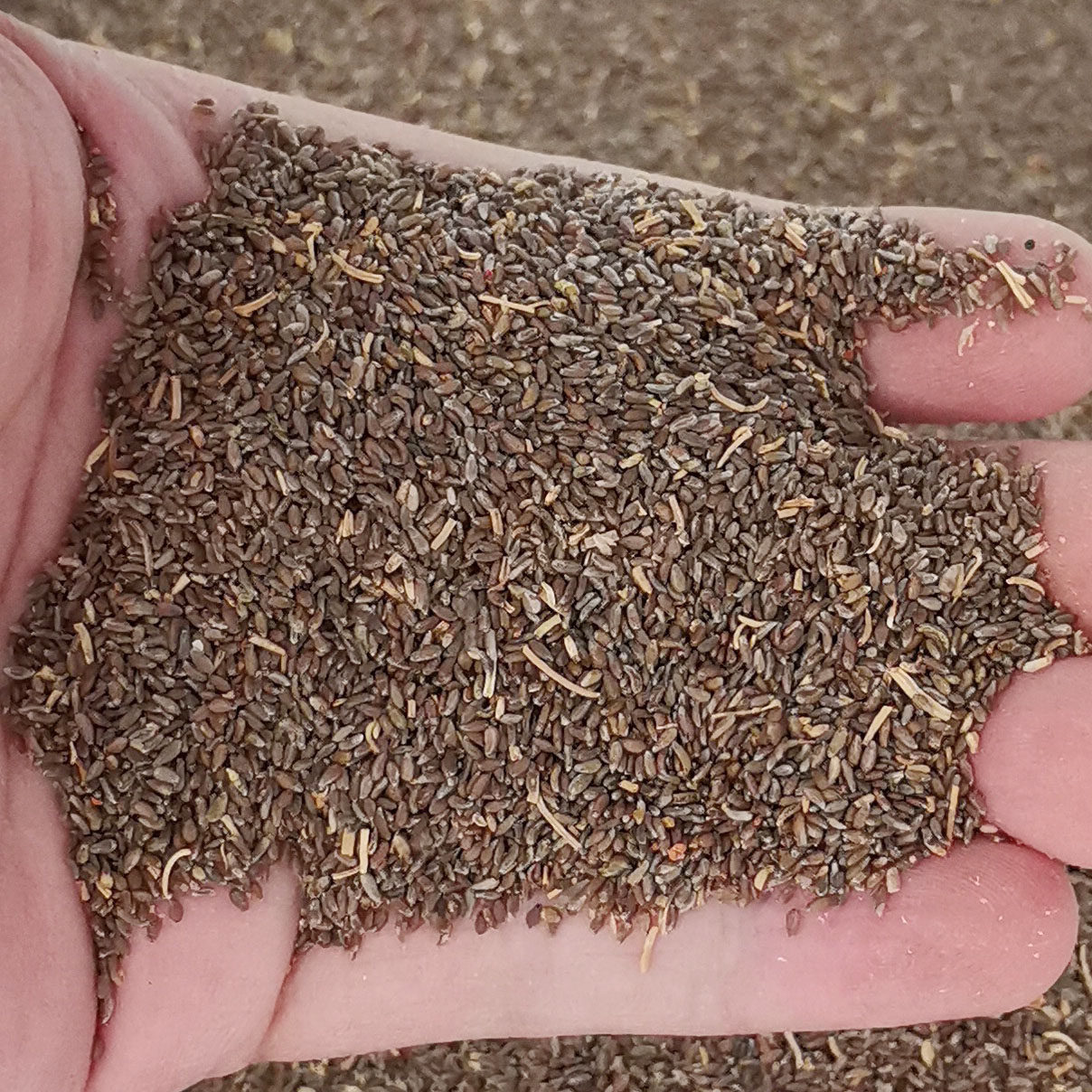 沙蒿种子沙蒿籽沙蒿子防沙籽固土护坡荒漠植被牧草种子1