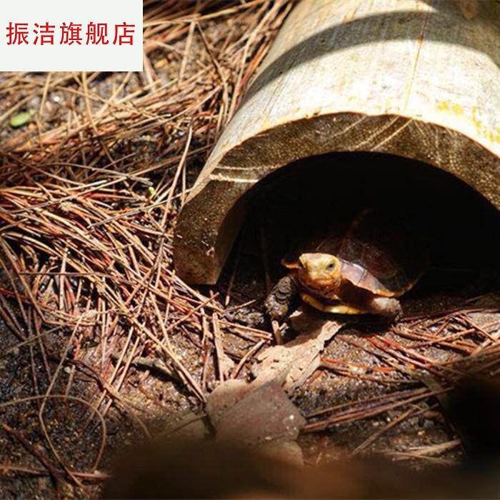 观赏鱼虾水族馆用土 黄缘冬眠垫材 安缘台缘半水龟国龟生态造景|ruв категории животное/Животное питание и принадлежностей, аквариум мира, черепаха/черепаха - от Buy2taobao.com для оказания профессиональной услуги покупки агента Taobao
