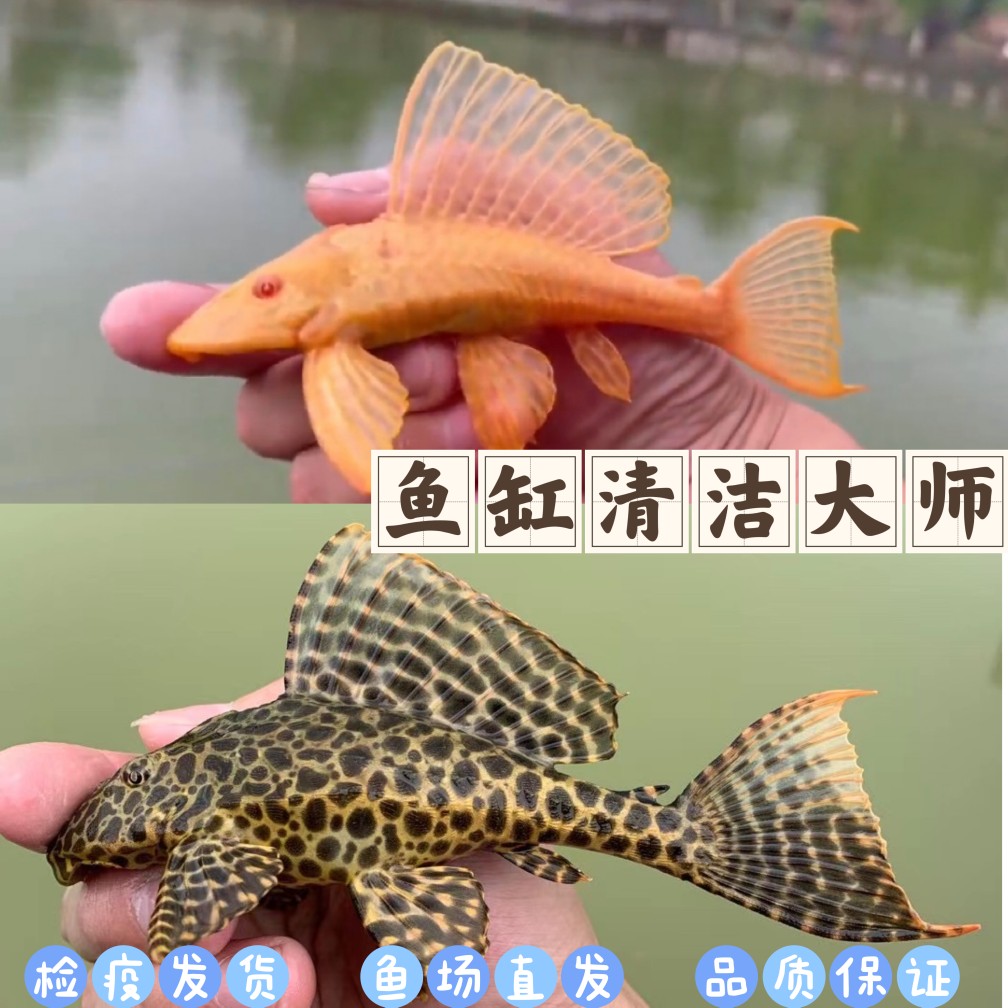 清道夫女王大帆红眼女皇鱼缸清洁工具鱼豹纹夫异型垃圾热带观赏鱼