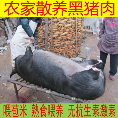 黑猪肉农村猪肉大肥猪