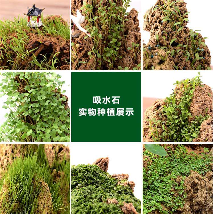 suit Rockery Seeds fish tank Grass Seed Grass Botany simple Absorbent stone Mountain Grass Catin the Flower delivery/Flowers simulation/Plants gardening , Gardening supplies , Other Garden Supplies  category - from Buy2taobao.com to provide professional Taobao agent buy service