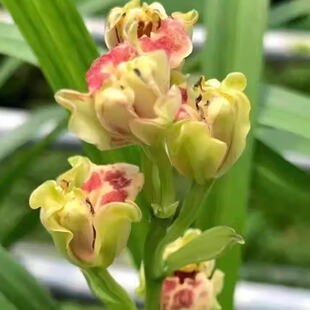 建兰彩云追月奇花四季大白菜夏带花苞名贵老种兰花苗盆栽花卉绿植