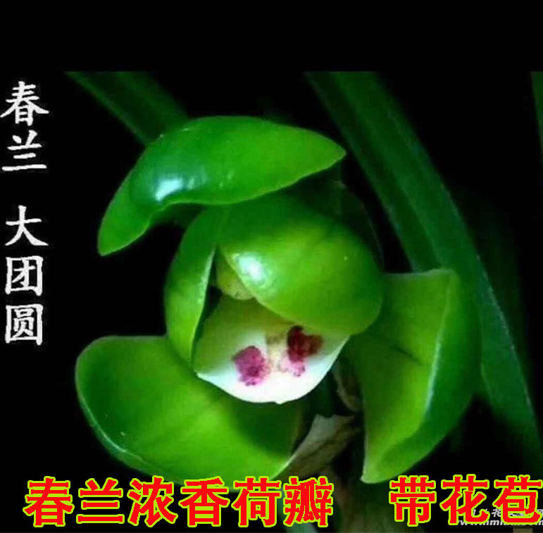 兰花大团圆带花苞浓香荷瓣中矮型兰花苗室内外阳台盆栽花卉绿植