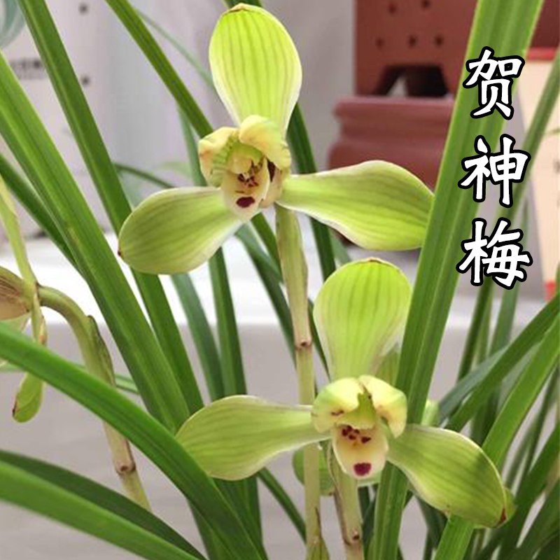 兰花 贺神梅 兰花苗 春兰 老八种室内外客厅办公室盆栽花卉绿植