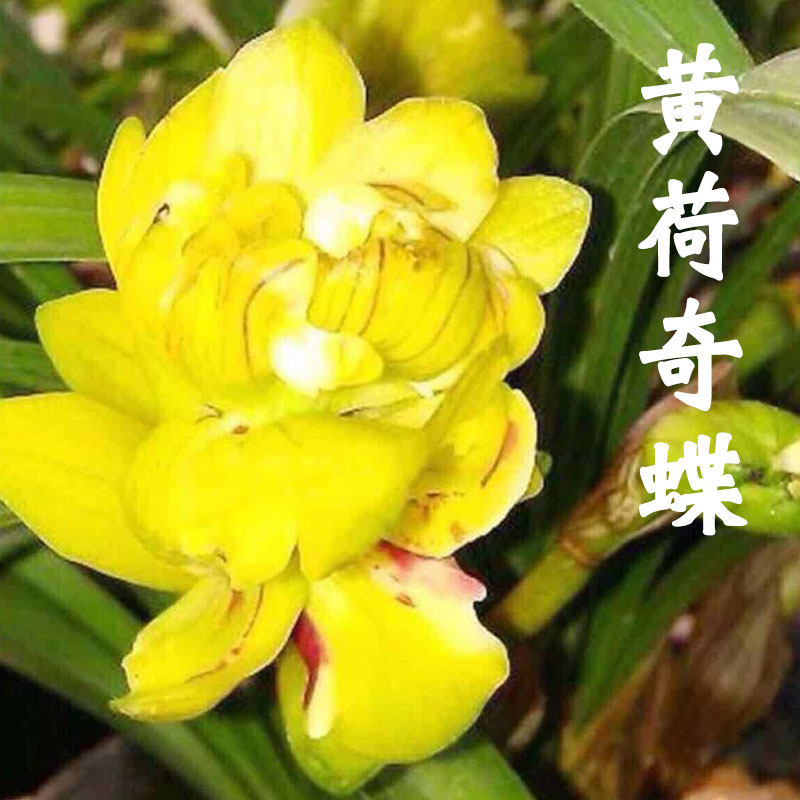 兰花苗春兰荷瓣黄色奇花黄荷奇蝶易养室内客厅办公室盆栽绿植花卉