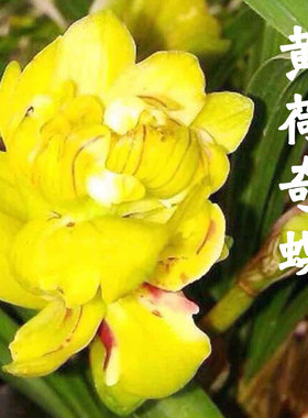 兰花苗春兰荷瓣黄色奇花黄荷奇蝶易养室内客厅办公室盆栽绿植花卉