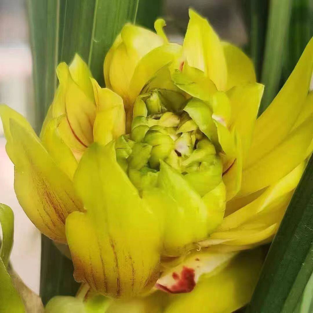 精品兰花苗浓香春兰黄金牡丹冬季带花苞绿植盆栽