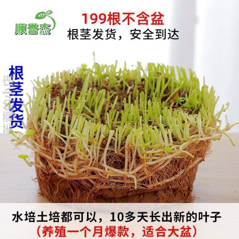 带叶客厅金钱草碗莲绿家居四季养活水仙创意植花器*好金钱草