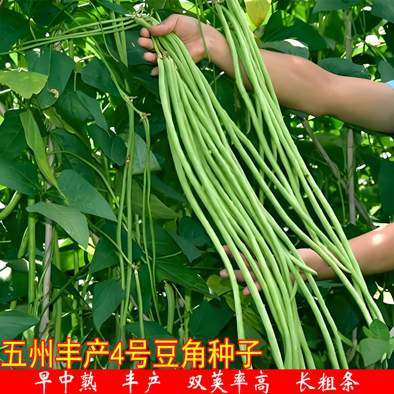 五州丰产四号豇豆种子绿条特长豆角种籽挂满架豆苗四季农家豆籽孑