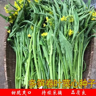 多笋卷叶甜嫩菜心种子多芽柳叶菜心农家丰产阳台盆栽易种菜籽种植