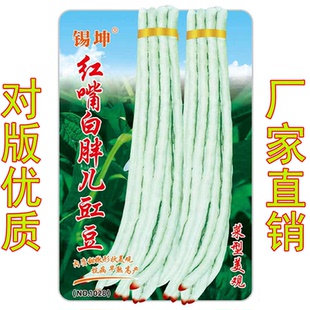 红嘴白胖香甜豆角种子短粗猪崽猪仔豆肉厚纤维少豇豆农家蔬菜种子
