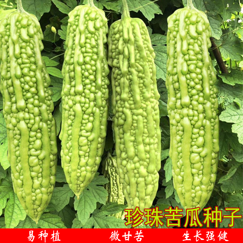 珍珠苦瓜种子春秋季农家