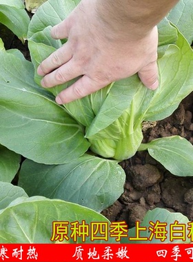 原种四季上海白种籽质地柔嫩纤维少好口感农家庭院菜园蔬菜籽种植