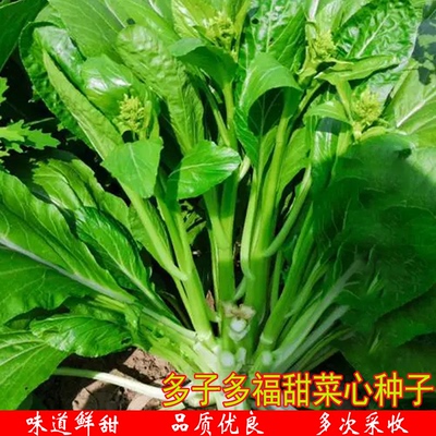 多福甜菜心种子连州农家