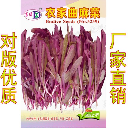 农家曲麻菜红色曲曲菜紫红苦麻菜四季可种蘸酱菜苦农家蔬菜菜种子