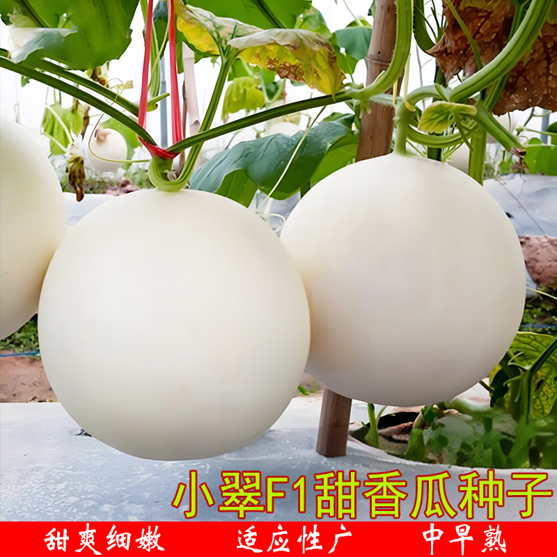 小翠F1香瓜甜瓜种籽白沙蜜梨瓜秧苗美蜜香瓜水果苗春夏季农家籽孑