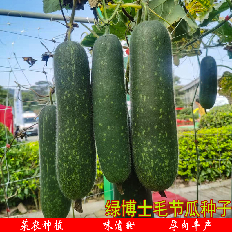 早绿小冬瓜种子四季一串