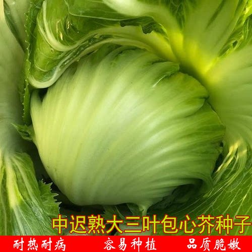 实诚包心芥菜潮州种籽三叶11号