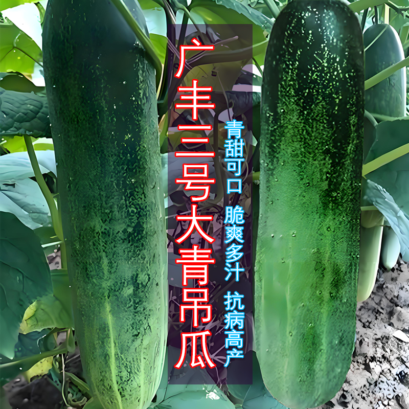 冬瓜种子高产耐寒大田基地抗病