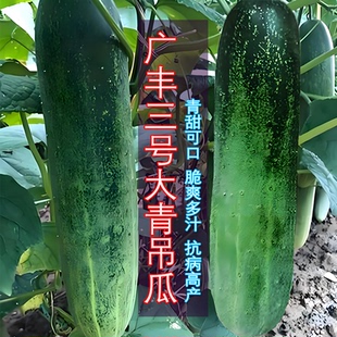 广东花青大吊瓜种子春夏季大青瓜耐热旱黄瓜种苗农家蔬菜种孑种植