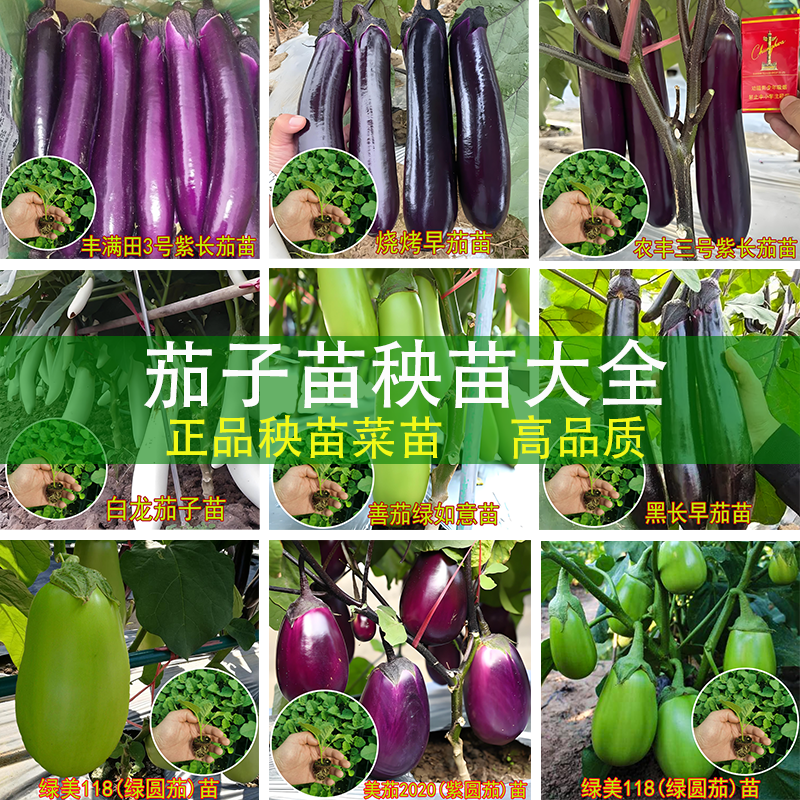 茄子秧苗大全紫红烧烤绿罐白青茄子大全秧苗四季菜蔬菜种籽秧苗孑,鲜花速递/花卉仿真/绿植园艺,种苗/半成品盆栽,淘宝优惠券,粉丝福利购,淘宝优惠卷